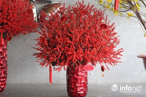 thị trường Tết, hoa tết, lan hồ điệp, thị trường hoa