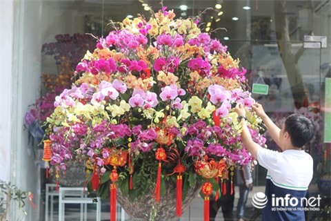 thị trường Tết, hoa tết, lan hồ điệp, thị trường hoa