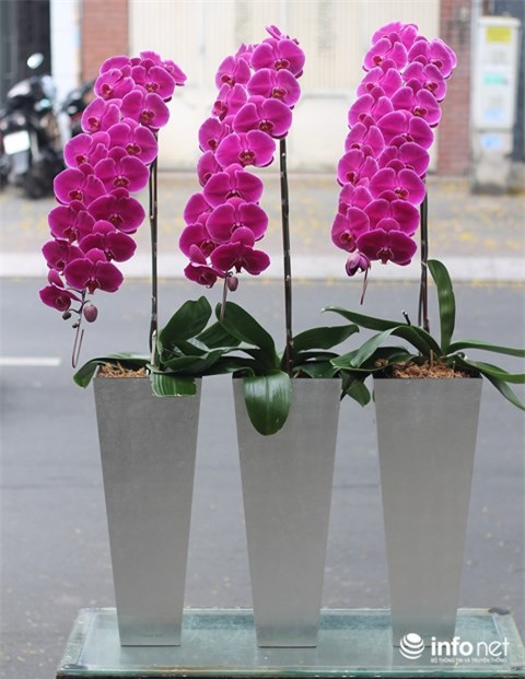 thị trường Tết, hoa tết, lan hồ điệp, thị trường hoa