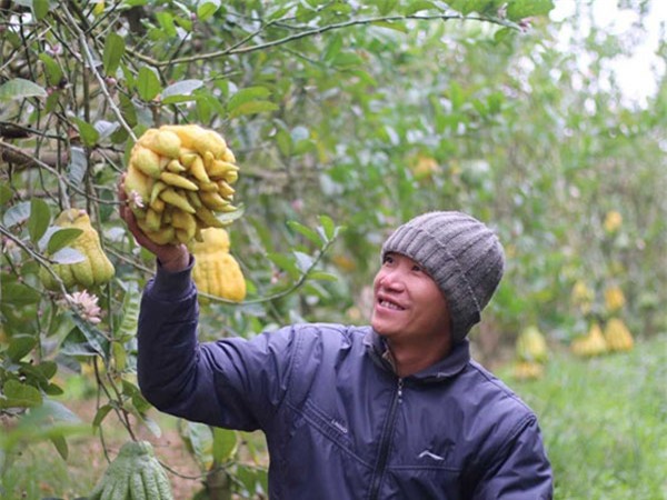 Phật thủ chín sớm, quả đẹp giá 2 triệu, người trồng lo thất thu
