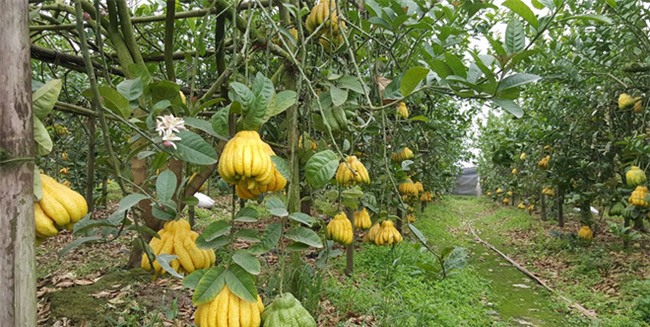 Phật thủ chín sớm, quả đẹp giá 2 triệu, người trồng lo thất thu