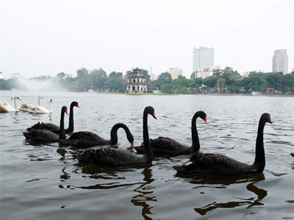 Người tặng thiên nga tại Hà Nội từng bị phạt vì nuôi động vật hoang dã