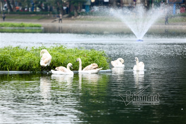 Canh giữ 24/24h, mất thiên nga là mất Tết