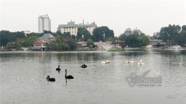 Canh giữ 24/24h, mất thiên nga là mất Tết