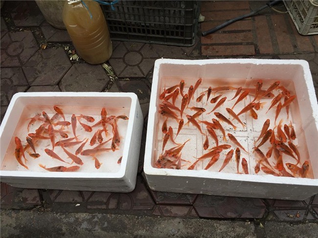 Người dân sắm Tết sớm vì 3-4 ngày nữa giá cả tăng cao