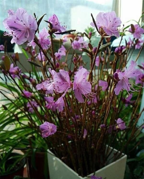 4 loại hoa cực đẹp trưng Tết, nhưng nhà có bà bầu thì đừng dại mua về nếu không chẳng khác nào rước họa-1