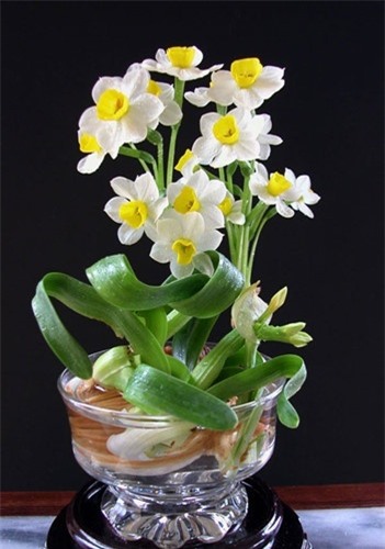 4 loại hoa cực đẹp trưng Tết, nhưng nhà có bà bầu thì đừng dại mua về nếu không chẳng khác nào rước họa-2