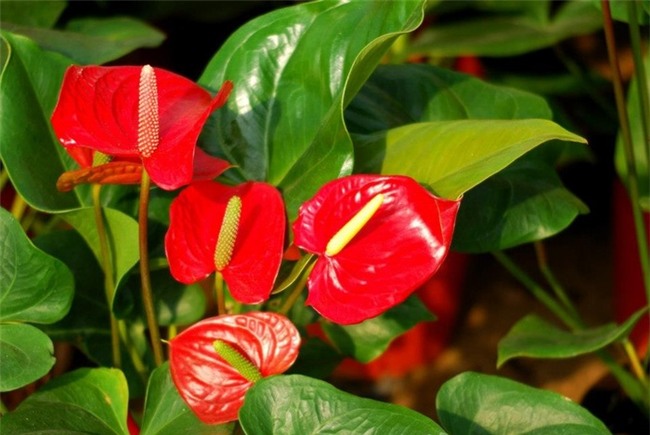 4 loại hoa cực đẹp trưng Tết, nhưng nhà có bà bầu thì đừng dại mua về nếu không chẳng khác nào rước họa-3