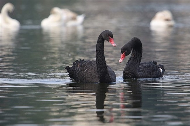 GS Mai Đình Yên: Nên tịch thu 12 con thiên nga vì thả xuống hồ trái phép