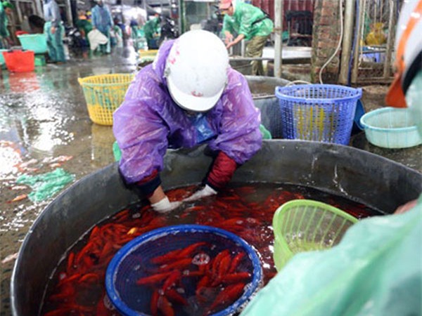 Thị trường Tết ông Công, ông Táo: Cá chép cháy hàng, vàng mã vẫn hút khách