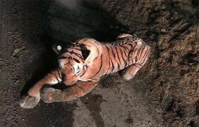 Nông dân phát hiện ra hổ trong chuồng bò, cảnh sát vũ trang ập tới nơi thì ngớ người khi thấy con hổ - Ảnh 1.