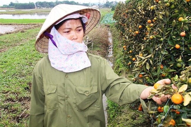 Kẻ hủy hoại 400 gốc quất cảnh lãnh án 30 tháng tù