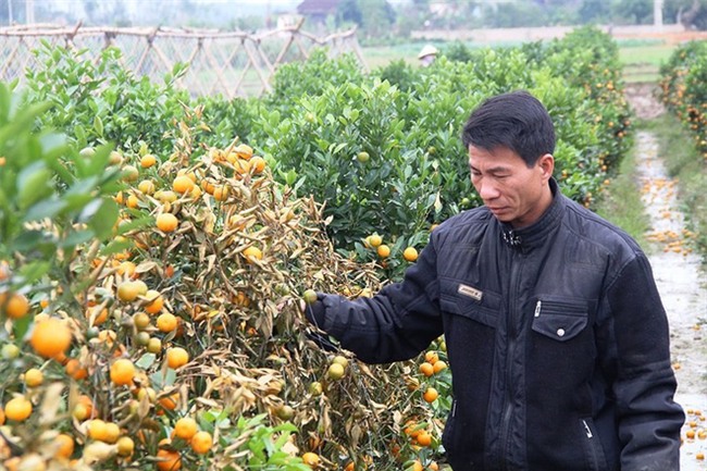 Kẻ hủy hoại 400 gốc quất cảnh lãnh án 30 tháng tù