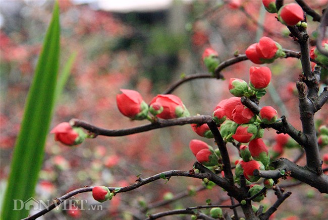 mai do “the nam sac bac” thu choi tet cuc la cua nhieu 