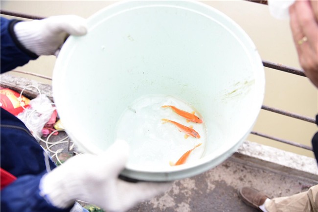 Tết ông Táo: Rét cắt da, em bé theo cha đi thả cá chép sáng sớm