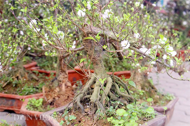 nhat chi mai “do bo” thu do don tet, muon phong thuy chi ngan do hinh anh 10