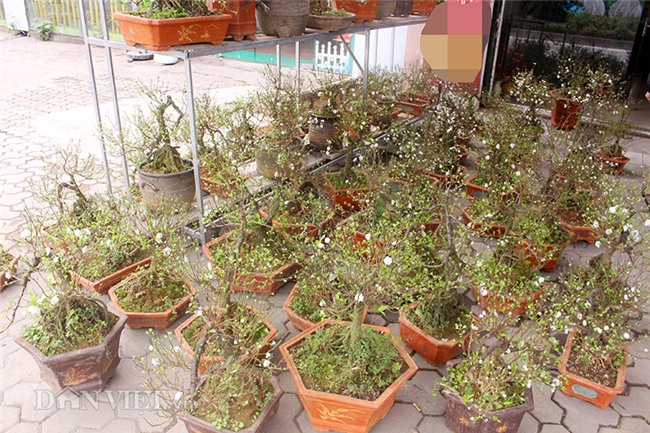 nhat chi mai “do bo” thu do don tet, muon phong thuy chi ngan do hinh anh 11