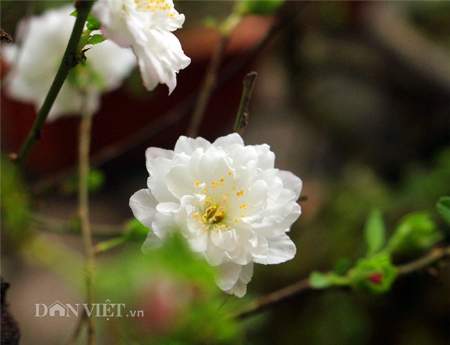 nhat chi mai “do bo” thu do don tet, muon phong thuy chi ngan do hinh anh 4