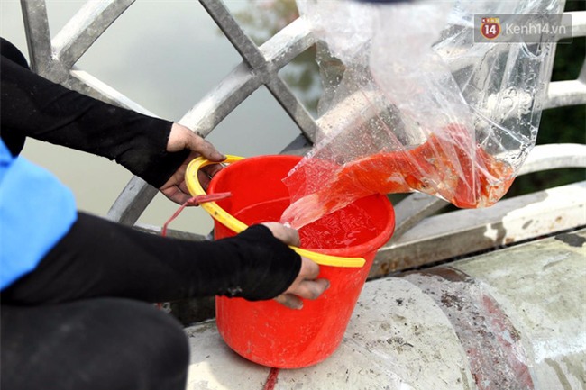 Clip: Cá chép tiễn Táo quân vừa bơi tới cầu Diễn đã bị chích điện lôi lên bờ - Ảnh 1.