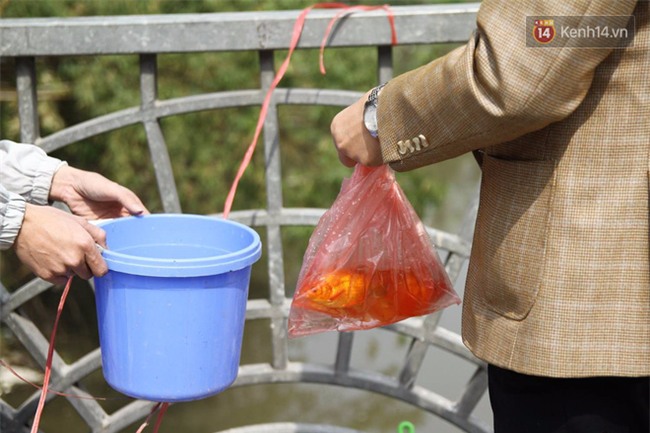 Clip: Cá chép tiễn Táo quân vừa bơi tới cầu Diễn đã bị chích điện lôi lên bờ - Ảnh 11.