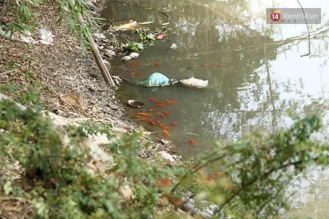 Clip: Cá chép tiễn Táo quân vừa bơi tới cầu Diễn đã bị chích điện lôi lên bờ - Ảnh 4.