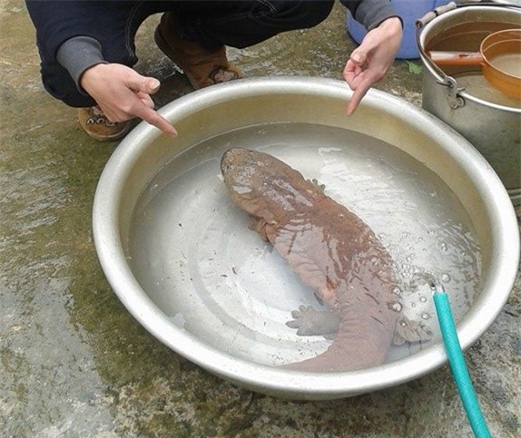 thủy quái,cá lạ