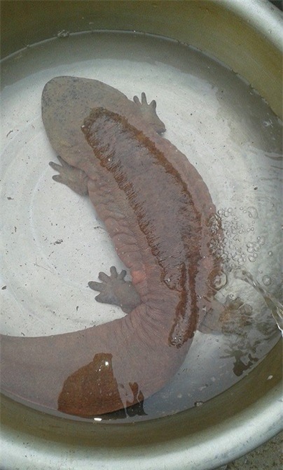 thủy quái,cá lạ