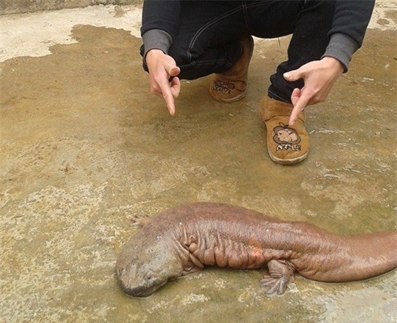 thủy quái,cá lạ