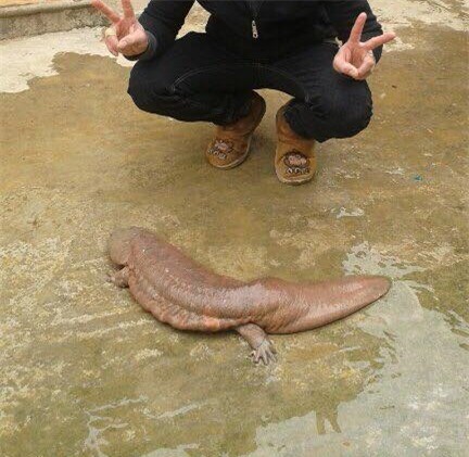 thủy quái,cá lạ