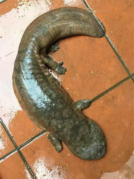 thủy quái,cá lạ