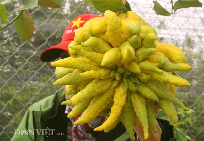 phật thủ,quả trưng Tết