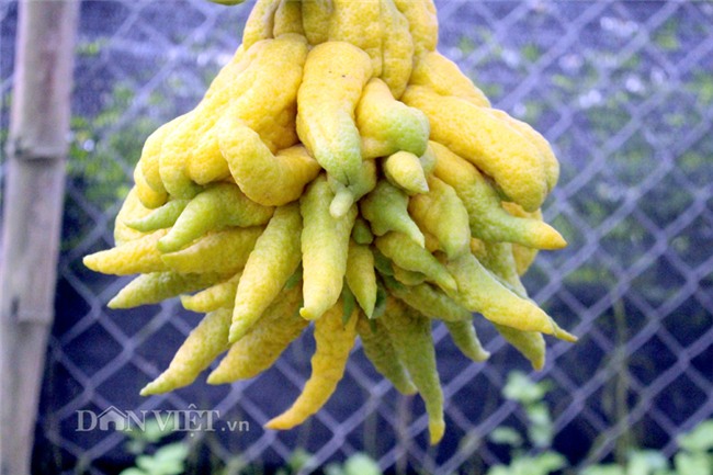 phật thủ,quả trưng Tết