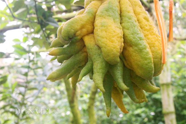 phật thủ,quả trưng Tết