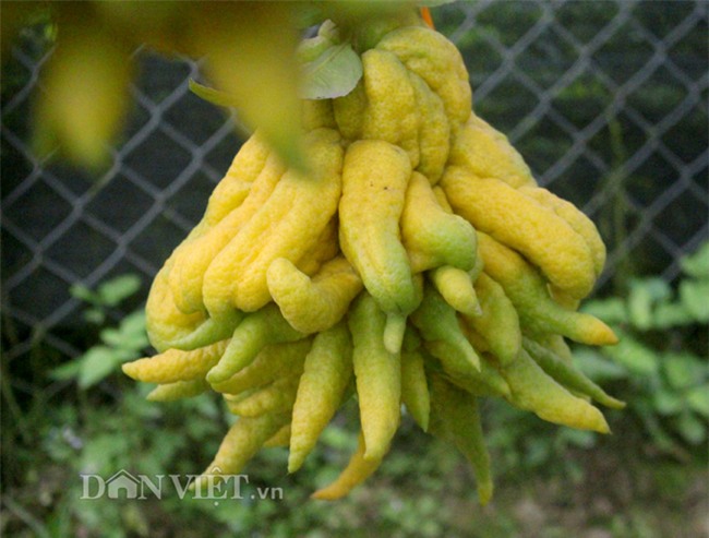 phật thủ,quả trưng Tết