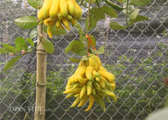 phật thủ,quả trưng Tết