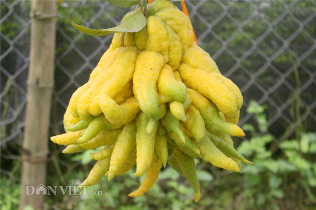 phật thủ,quả trưng Tết