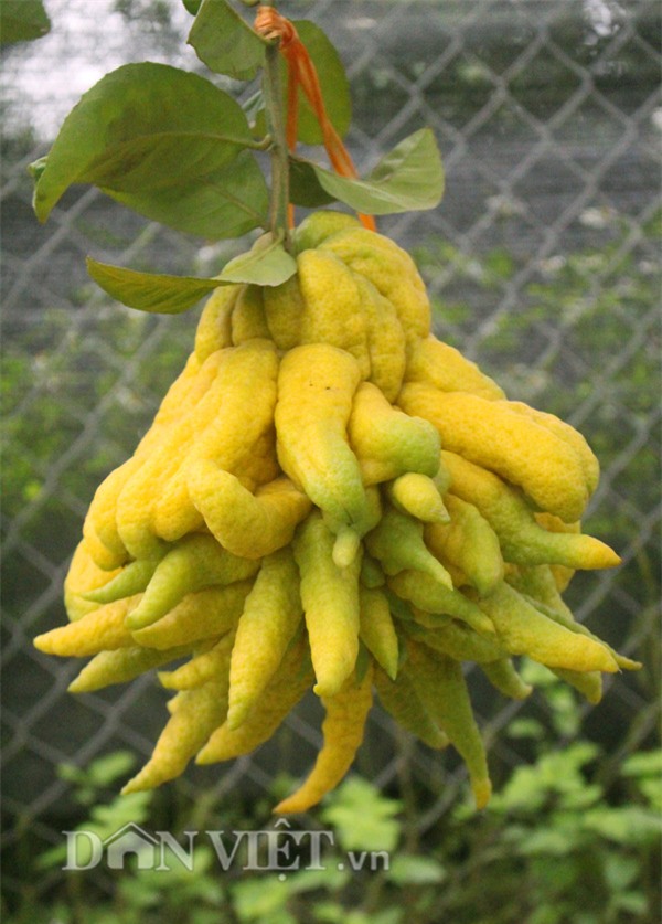 phật thủ,quả trưng Tết