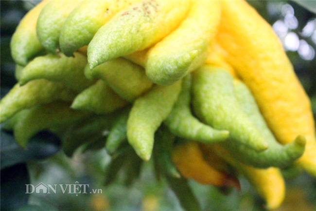 phật thủ,quả trưng Tết