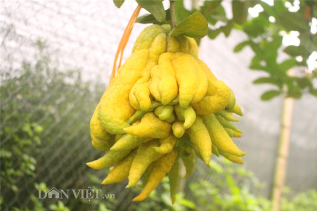 phật thủ,quả trưng Tết