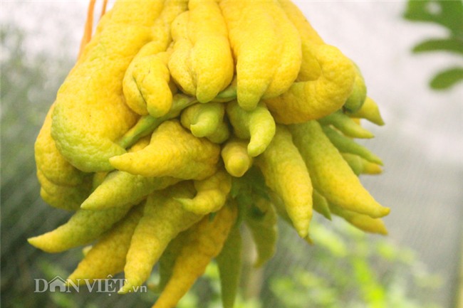 phật thủ,quả trưng Tết