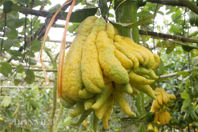 phật thủ,quả trưng Tết