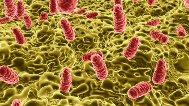 Chuyên gia khẳng định: Ăn trứng gà theo cách này-3