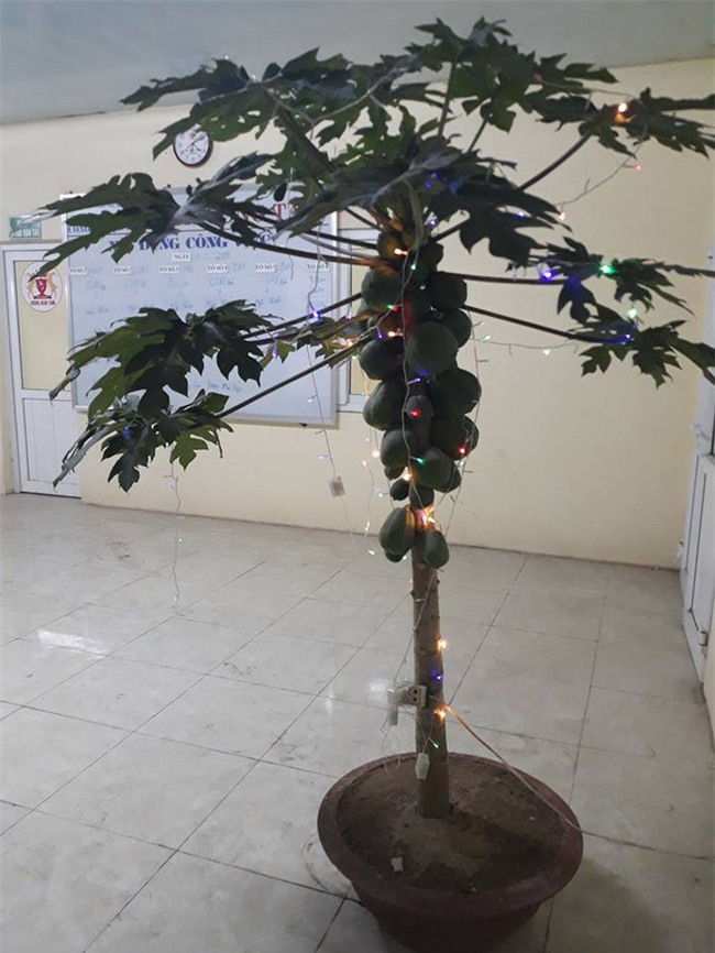 Được sếp giao nhiệm vụ mua đào, quất cho công ty, nhân viên tiếc tiền, đi xin nguyên cây đu đủ về trưng Tết - Ảnh 1.