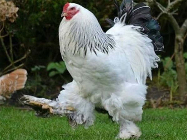 Vài chục triệu đồng một cặp gà kỳ lân biếu Tết