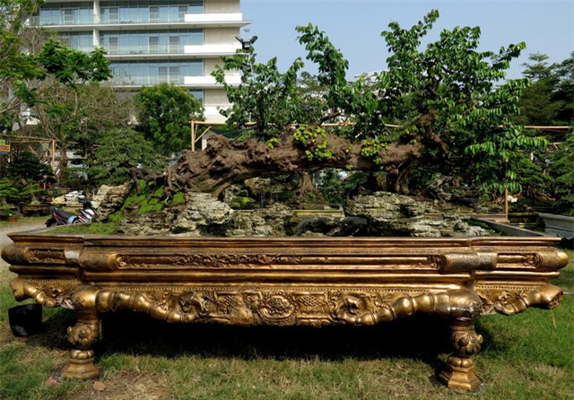 cây sanh,cây cảnh,cây cảnh tiền tỷ,chơi cây