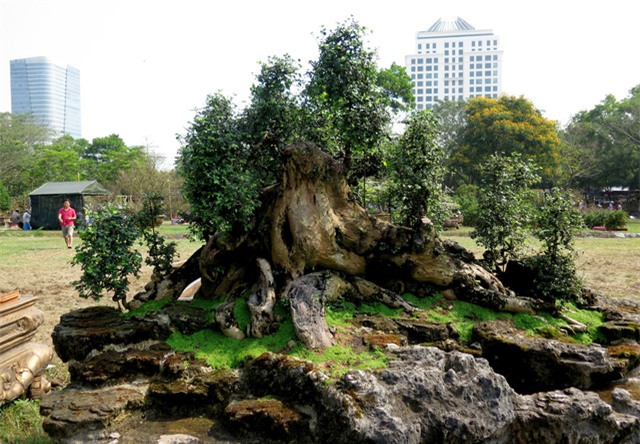 cây sanh,cây cảnh,cây cảnh tiền tỷ,chơi cây