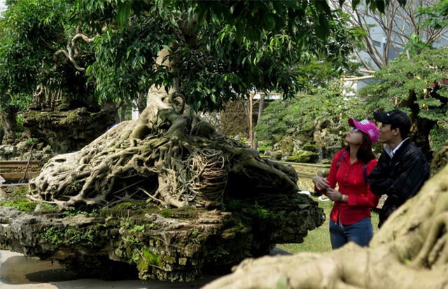 cây sanh,cây cảnh,cây cảnh tiền tỷ,chơi cây