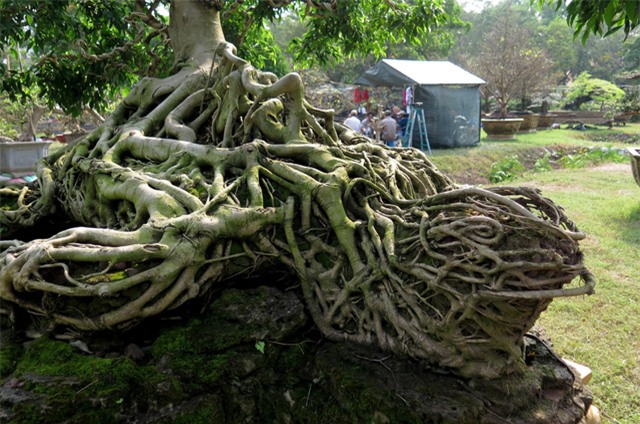 cây sanh,cây cảnh,cây cảnh tiền tỷ,chơi cây