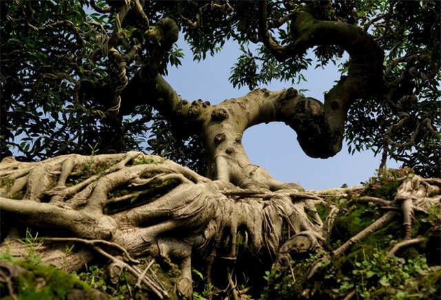 cây sanh,cây cảnh,cây cảnh tiền tỷ,chơi cây