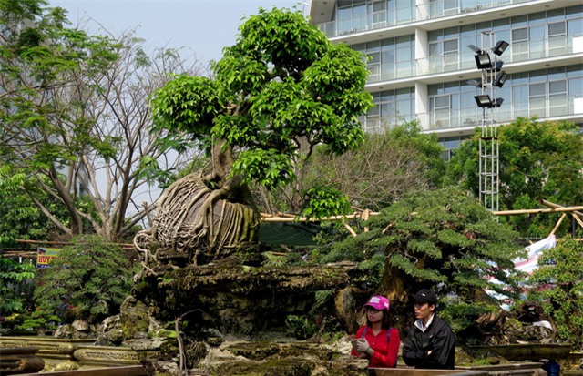 cây sanh,cây cảnh,cây cảnh tiền tỷ,chơi cây